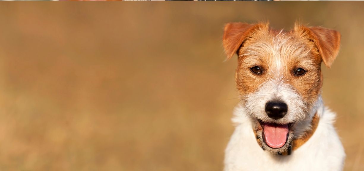Dog with a toy